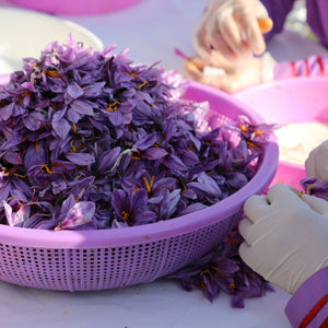 how many saffron threads equal 30mg, freshly harvested saffron crocus flowers