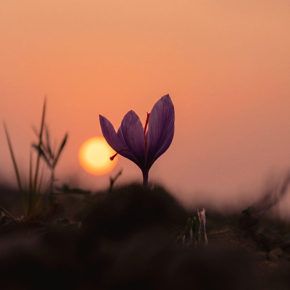 Purple saffron crocus flower with red stigma, backlit by a golden sunset in a field