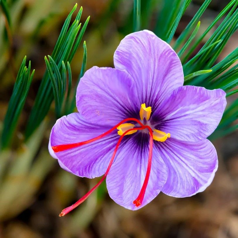Close-up of a purple saffron crocus flower showing its yellow stamens and long red stigmas, the source of saffron.