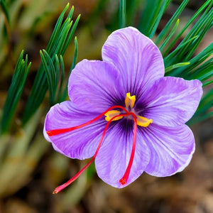 Close-up of a purple saffron crocus flower showing its yellow stamens and long red stigmas, the source of saffron.