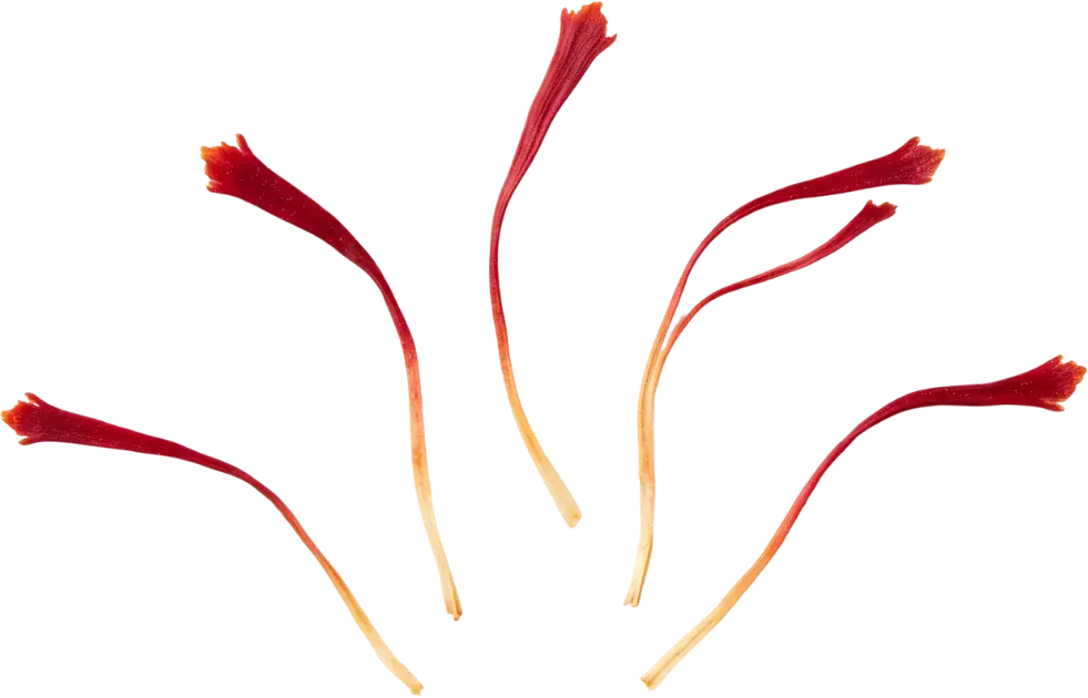 Dried Affron saffron threads, the clinically studied extract in Mood Mod that supports serotonin activity, a steadier mood and a healthy stress response